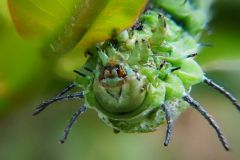 Atlas moth caterpillar