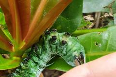 Atlas moth caterpillar