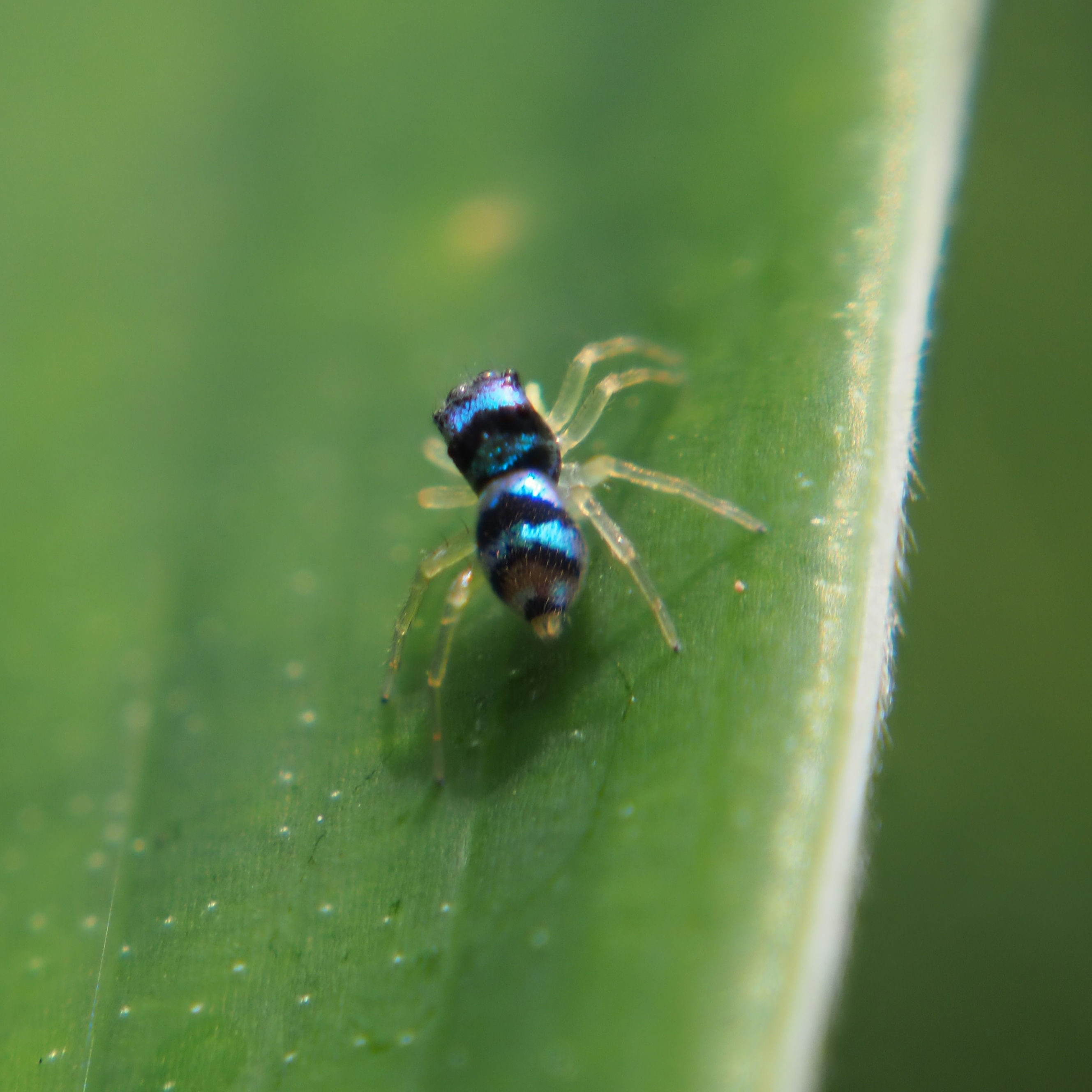 Jumping spiders of Singapore - Welcome